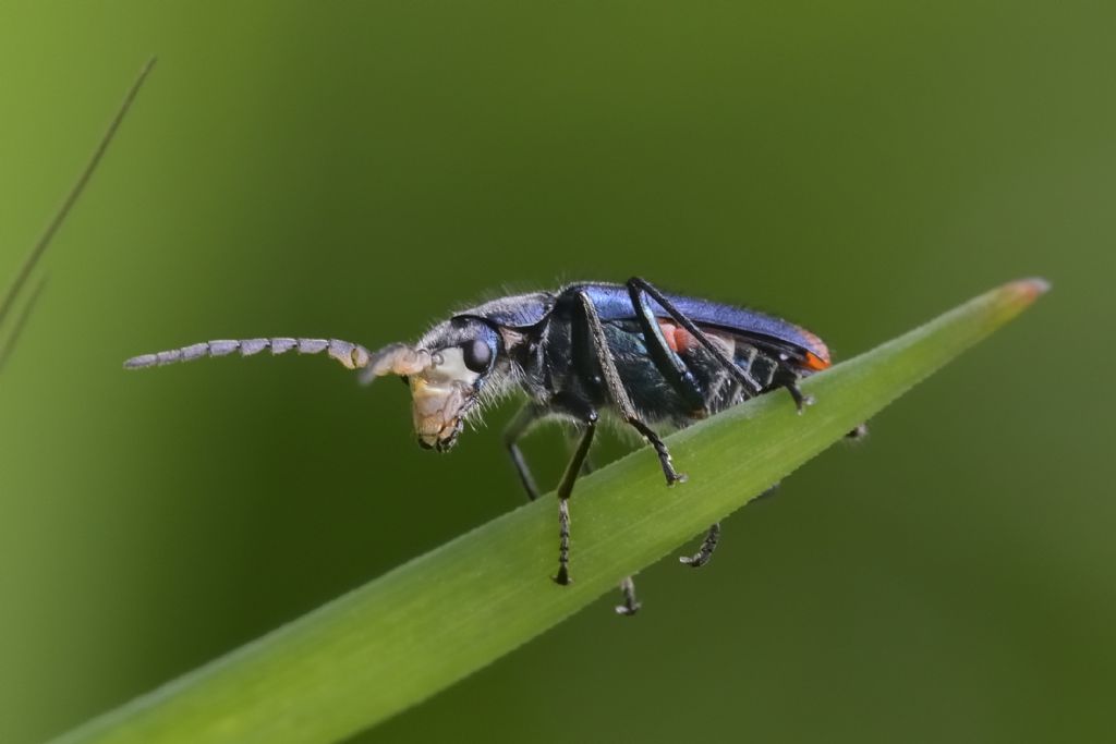 Coleottero da ID: fam. Malachidae